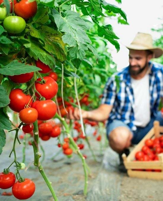 VİTAL ZİRAAT TARIM