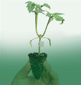 CLX TPG04 F1 DOMATES AŞI ANACI