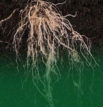 DEFENSOR F1 DOMATES AŞI ANACI