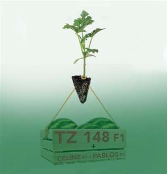 TZ 148 F1 KABAK AŞI ANACI